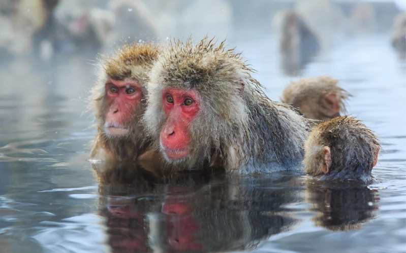 Luxury Japan Tour in Winter – Tokyo, Nagano & Snow Monkeys