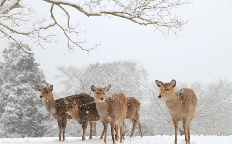 Luxury Japan Tour in Winter – Tokyo, Nagano & Snow Monkeys