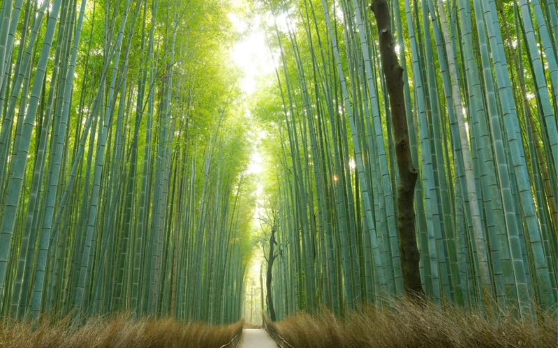 Family-Friendly Japan Tour: Tokyo, Hakone & Kyoto