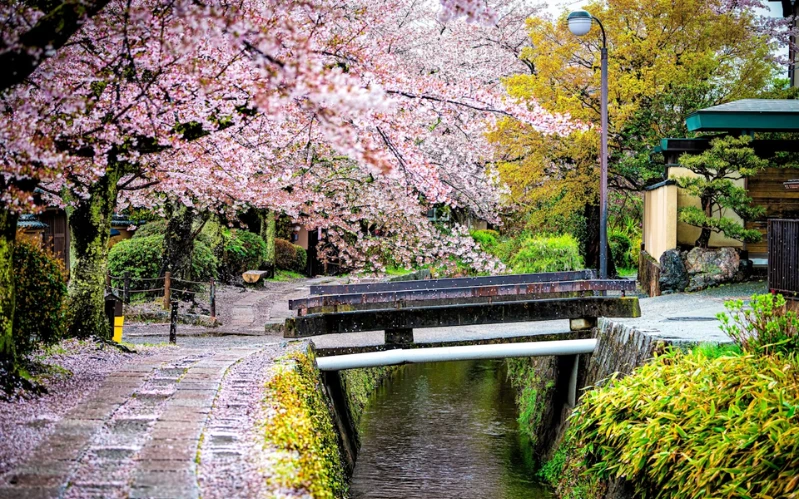 Cherry Blossom Japan Tour: Tokyo & Kyoto