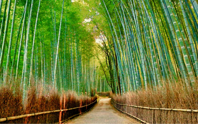 Cherry Blossom Japan Tour: Tokyo & Kyoto