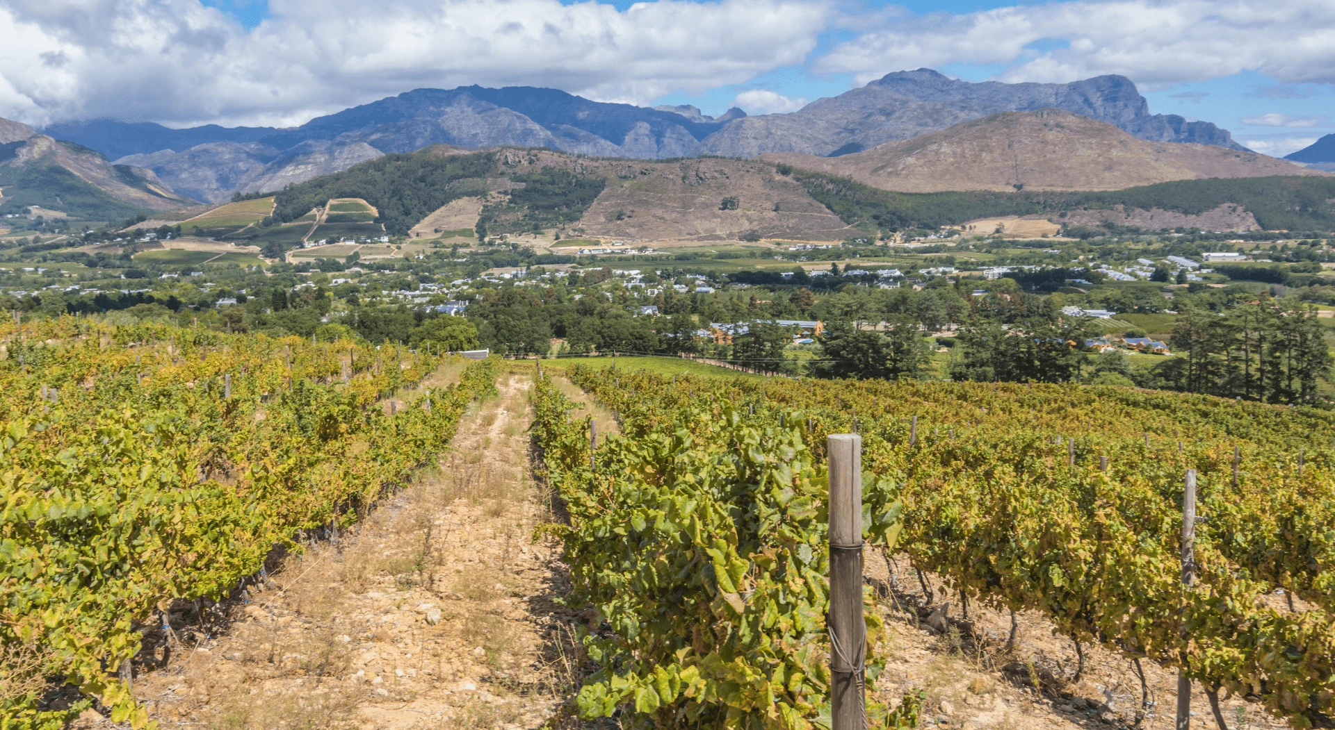 The Winelands. South Africa
