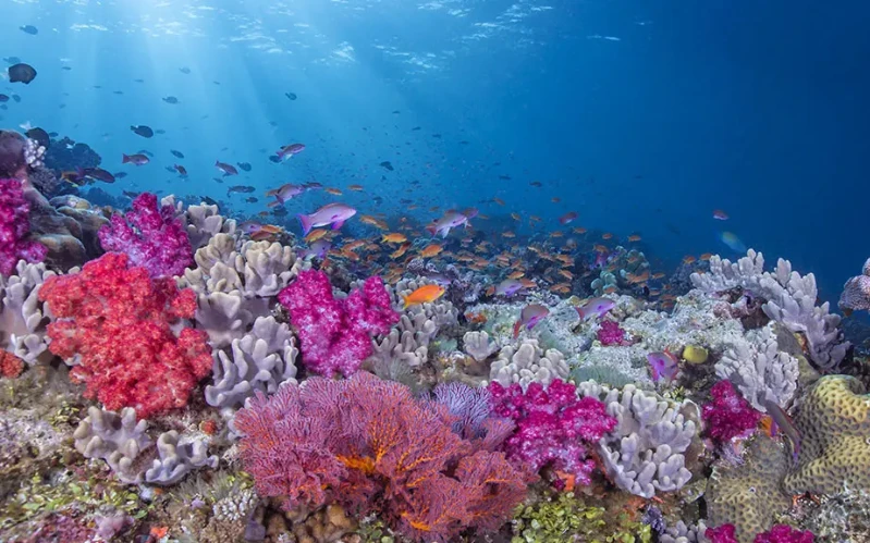Luxury Fiji Island-Hopping: Mamanuca Islands and Taveuni