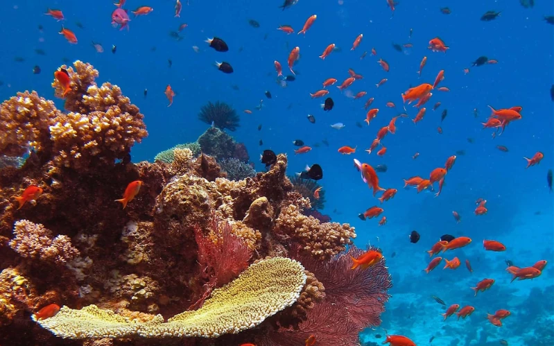 Day 7: Reef and Romance