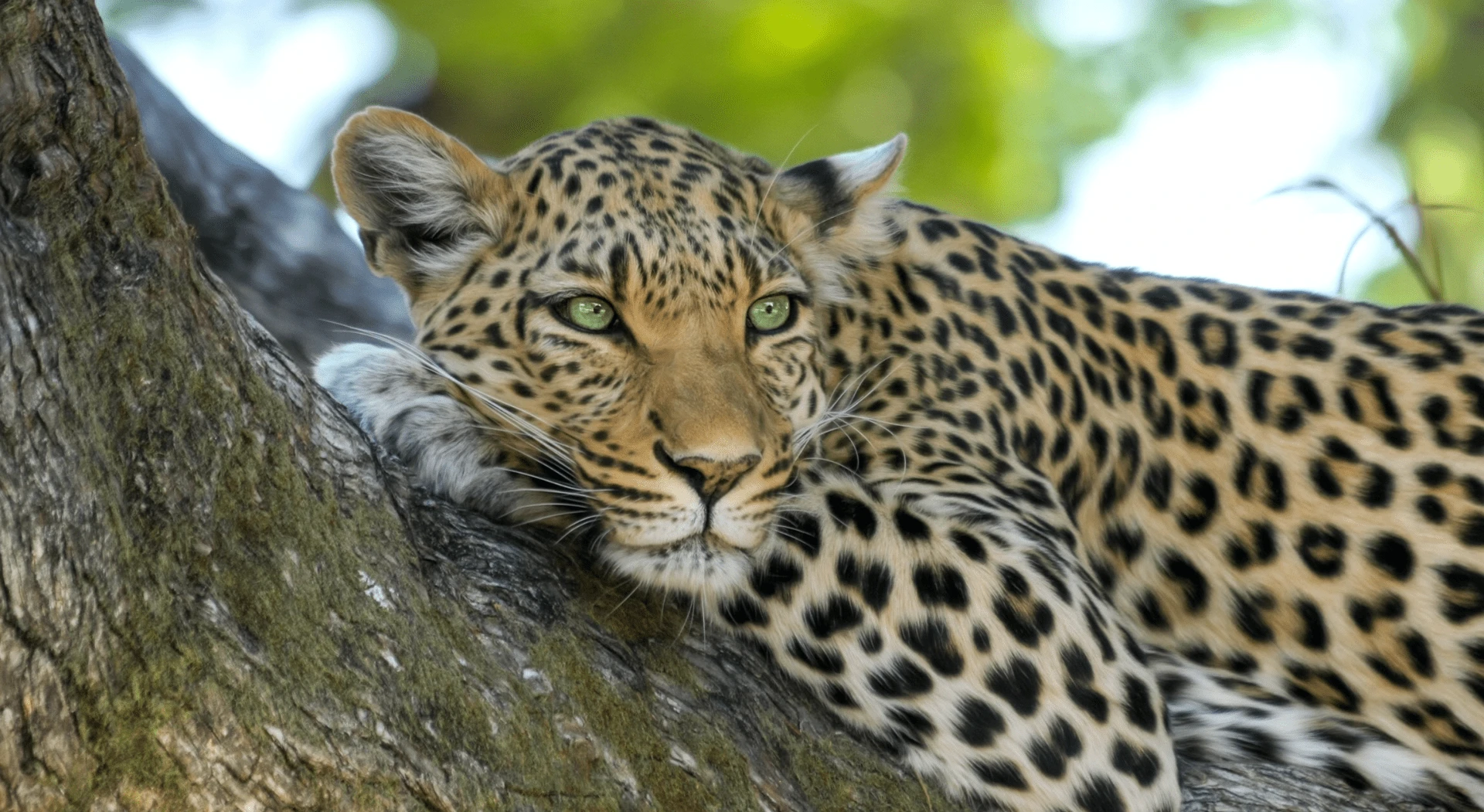 Ultimate Luxury in South Africa: Safari, Winelands & Cape Town