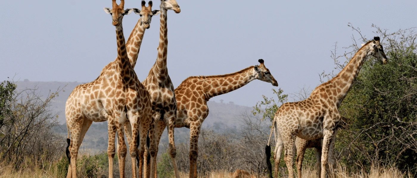 The Best Things to do in South Africa
