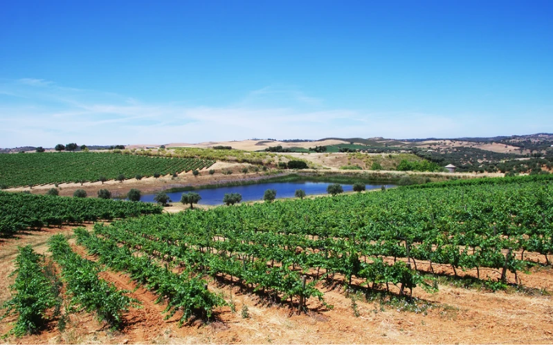 Portugal Food and Wine Tour: Lisbon, Porto & Douro Valley