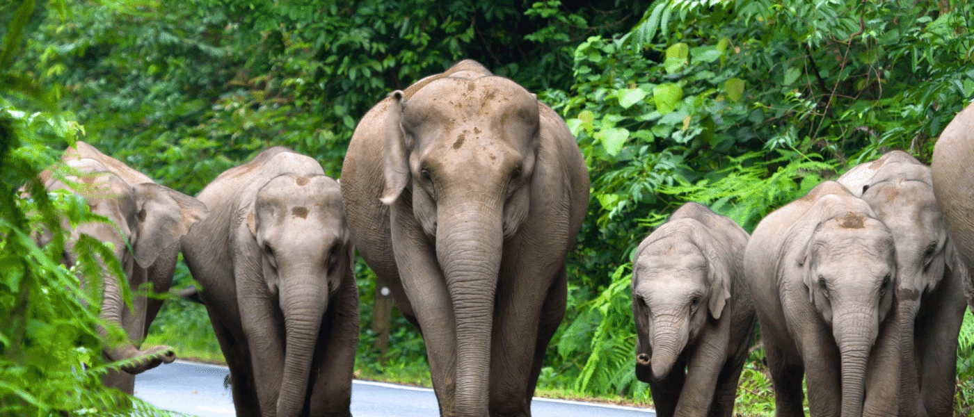 Elephants