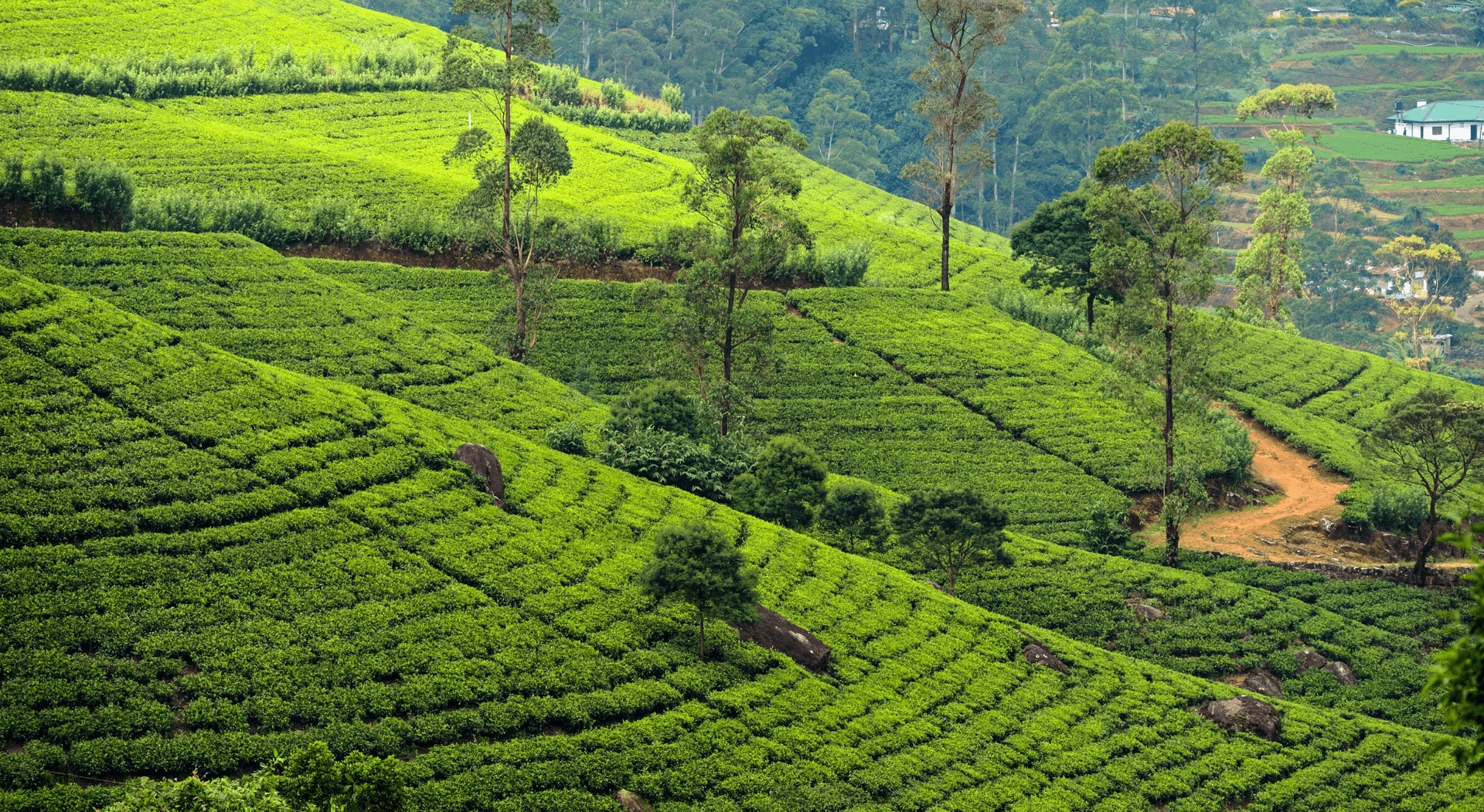 Sri Lanka in Five Days: Rock Fortress to Tea Hills to Coast