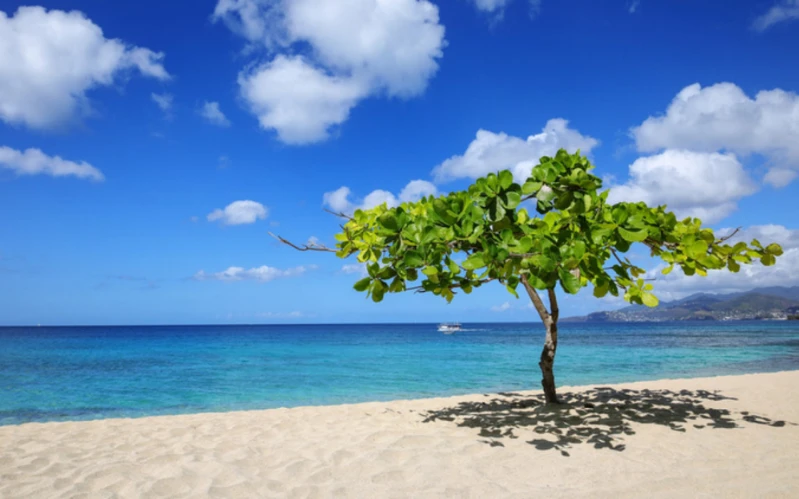 Passion in Paradise: St Lucia and Grenada Honeymoon