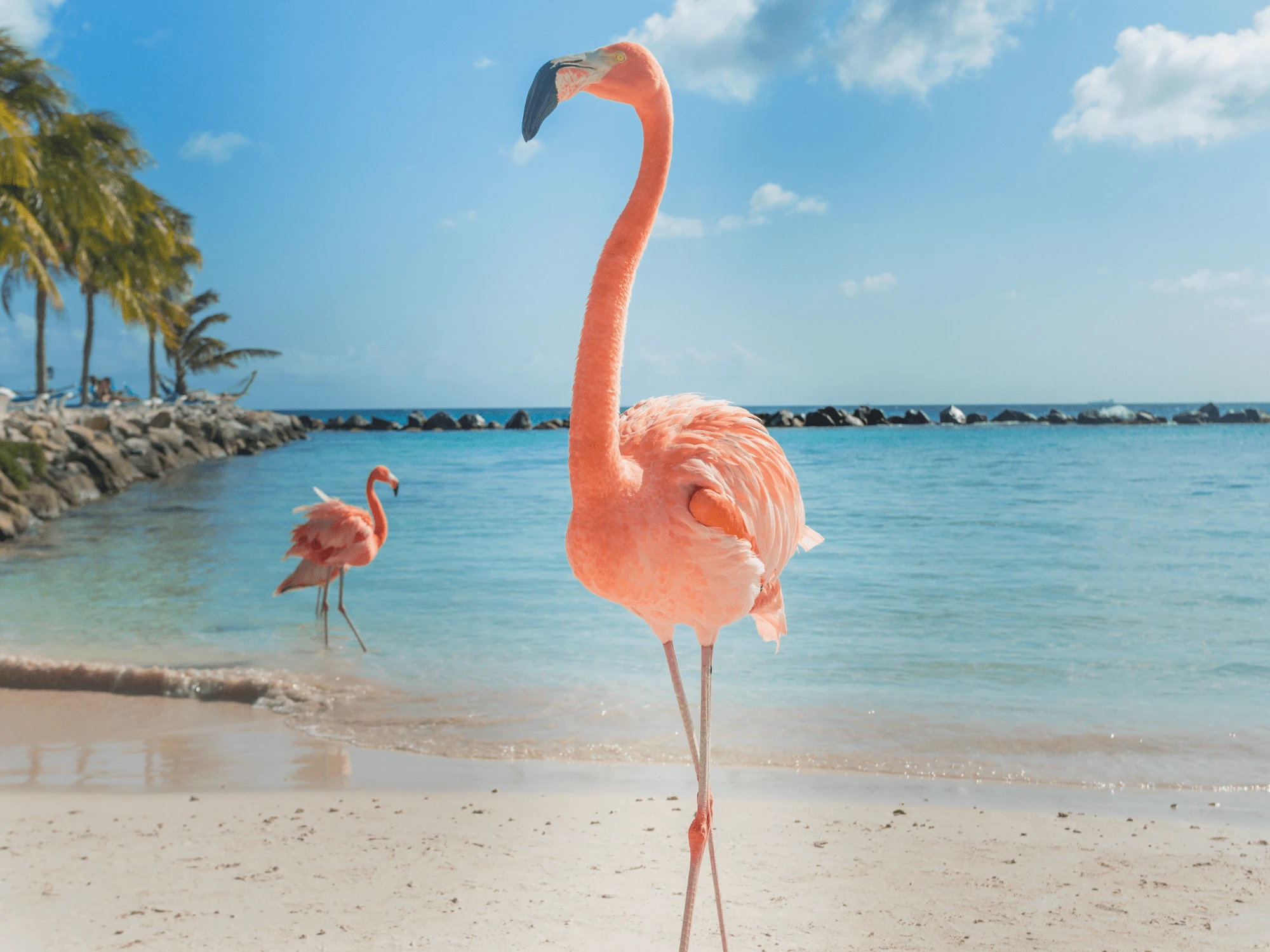 The Caribbean