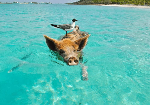 Bahamas