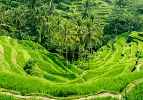 Bali