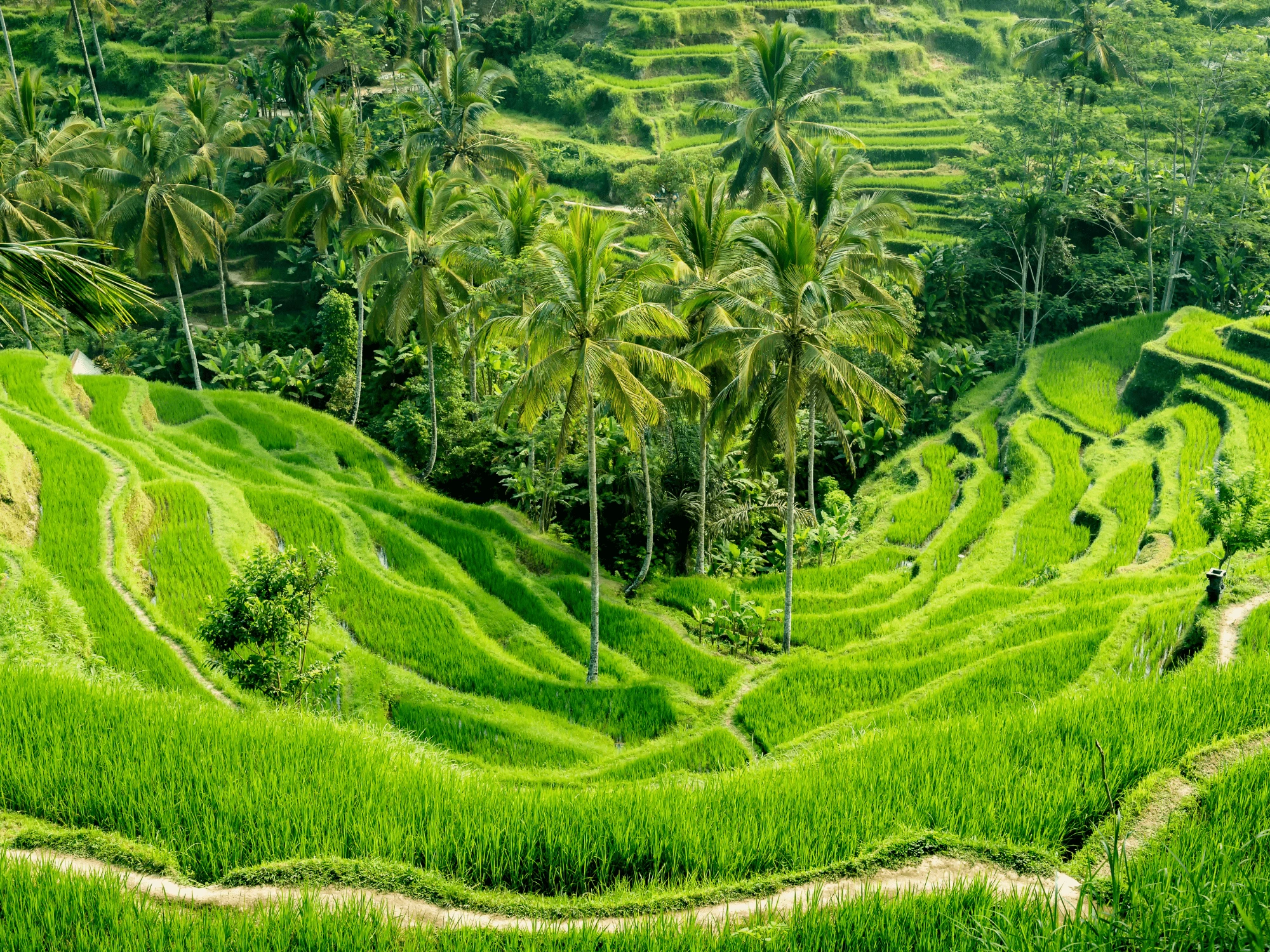 Luxury Bali vacations