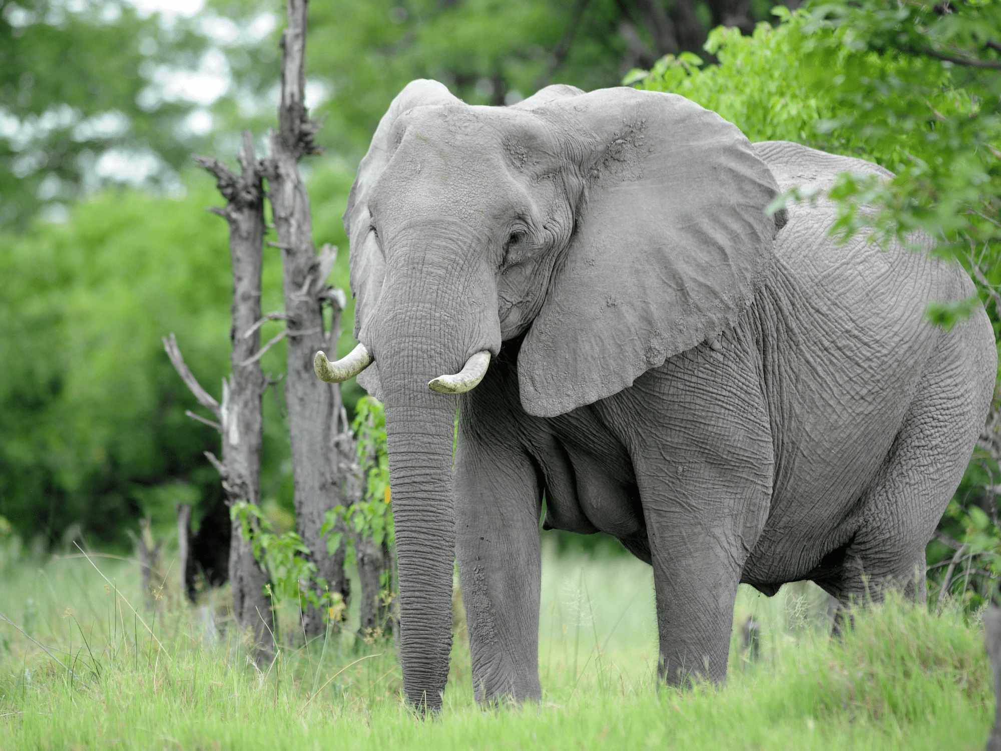 Luxury Botswana vacations
