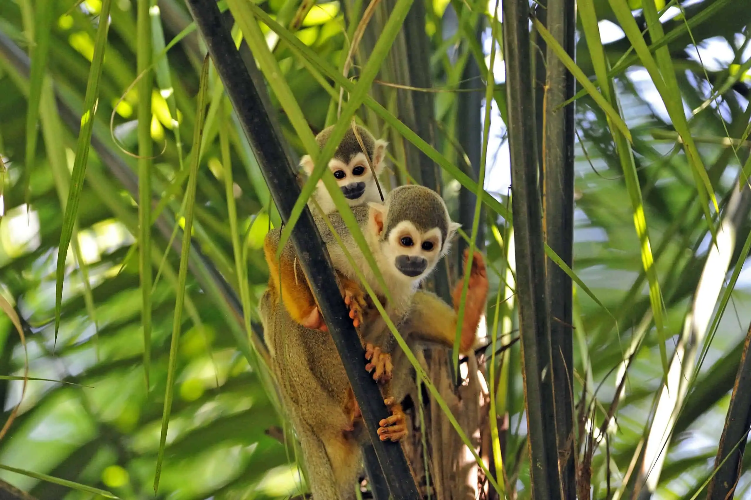 Amazon Jungle Lodge Adventure: Ecuador’s Rainforest & Andes