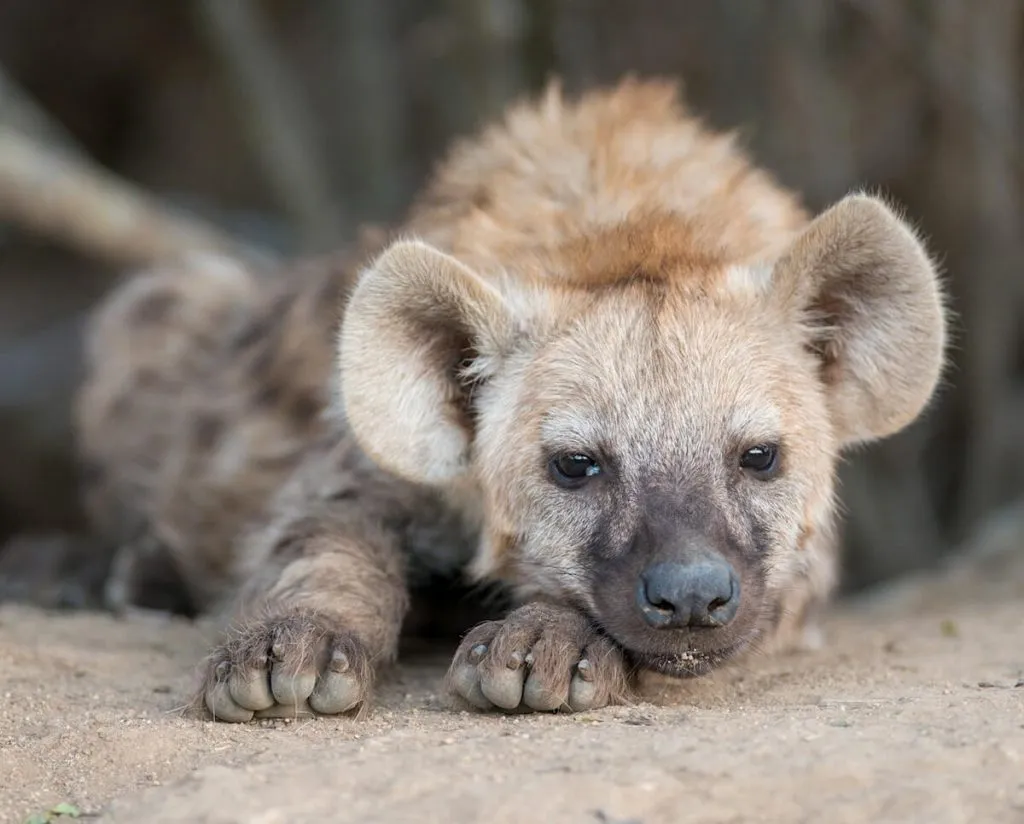 Kruger Shalati