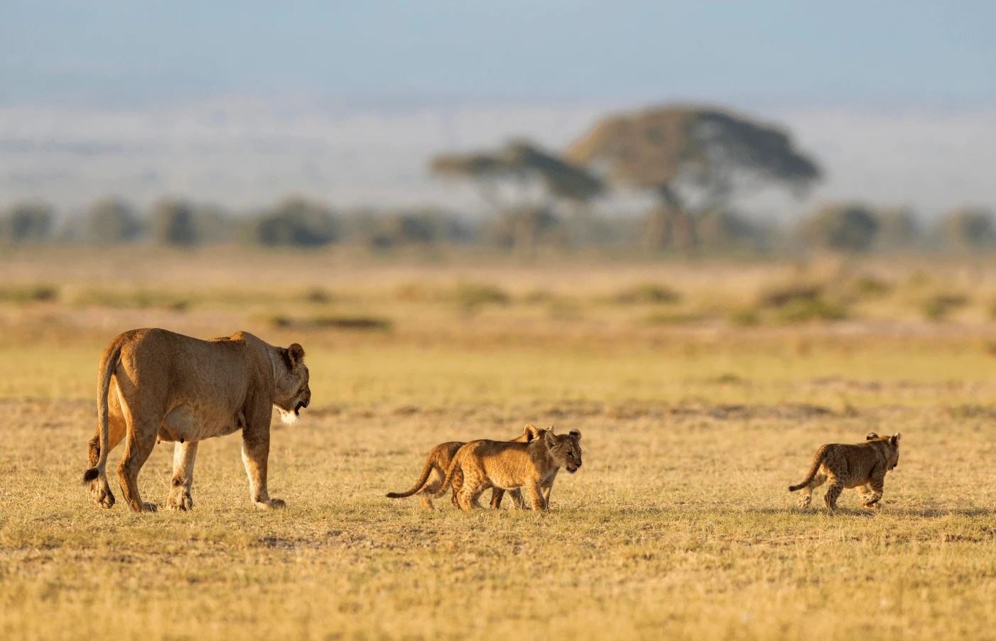 Day 4: Amboseli National Park