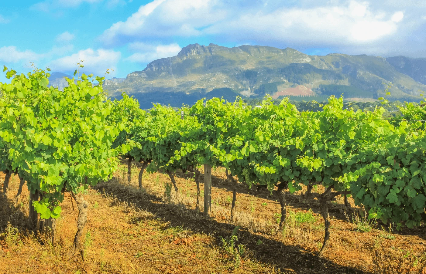 South African Garden Route and Safari