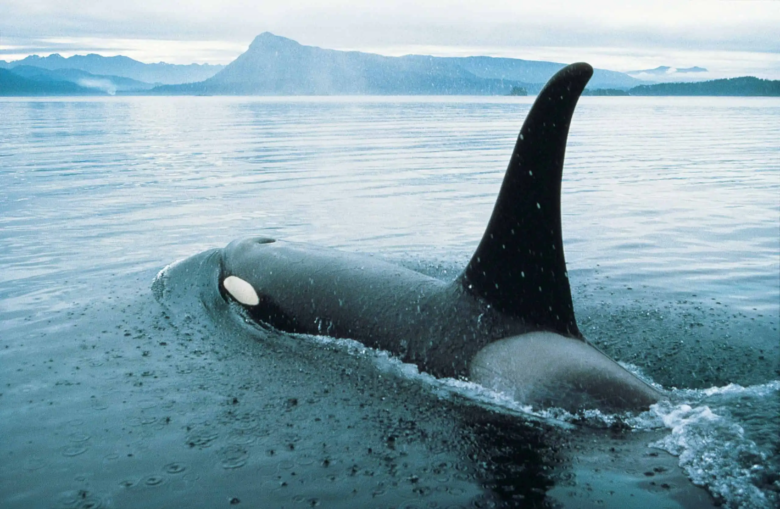 Whales, Bears and Vancouver Island