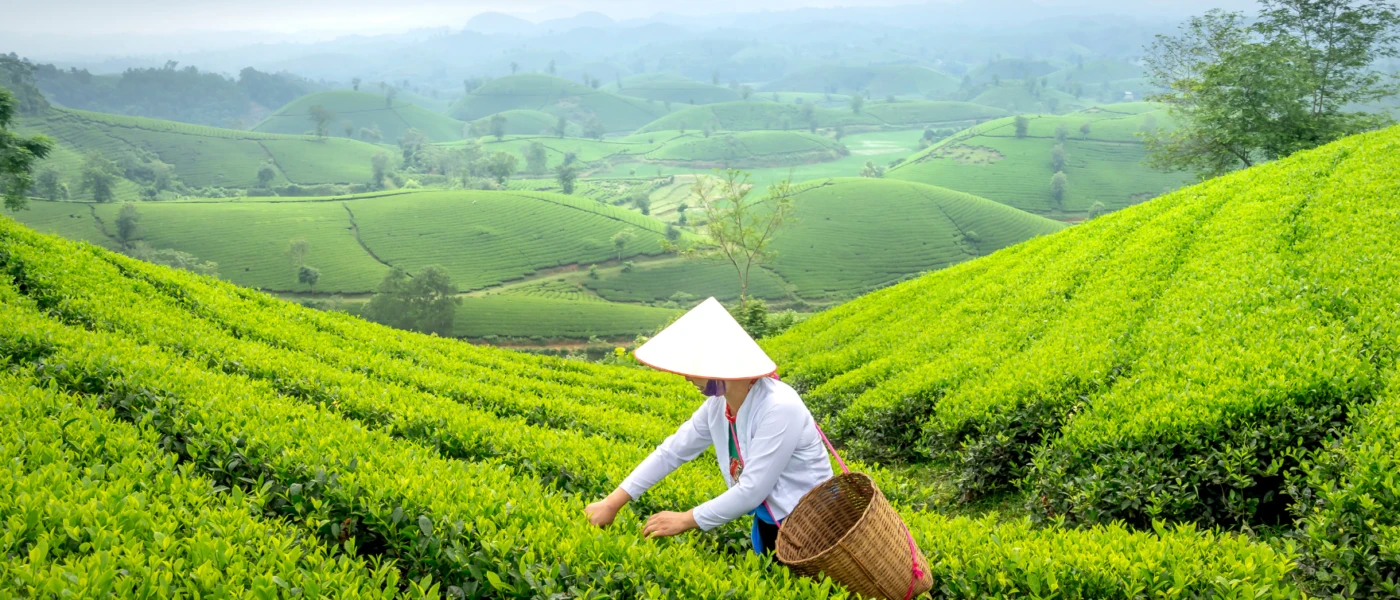 Tea Trails