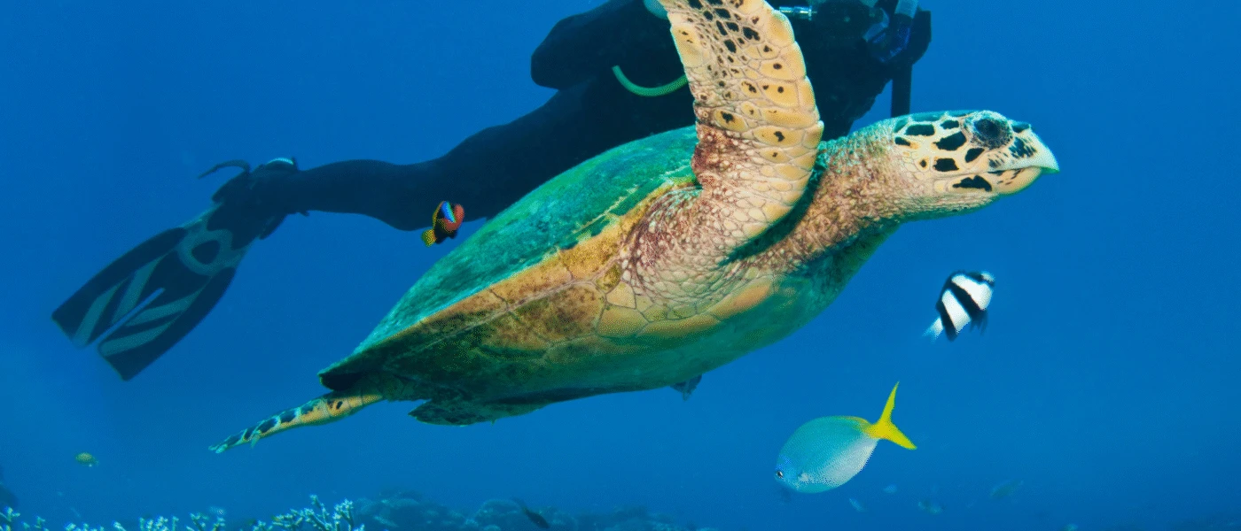 Australia’s Great Barrier Reef: Luxury Tours and Experiences