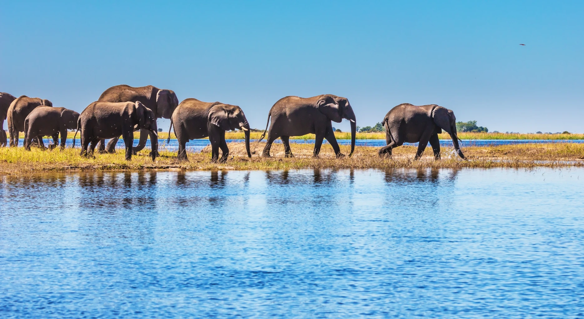 Luxury Botswana Safari & Victoria Falls Adventure