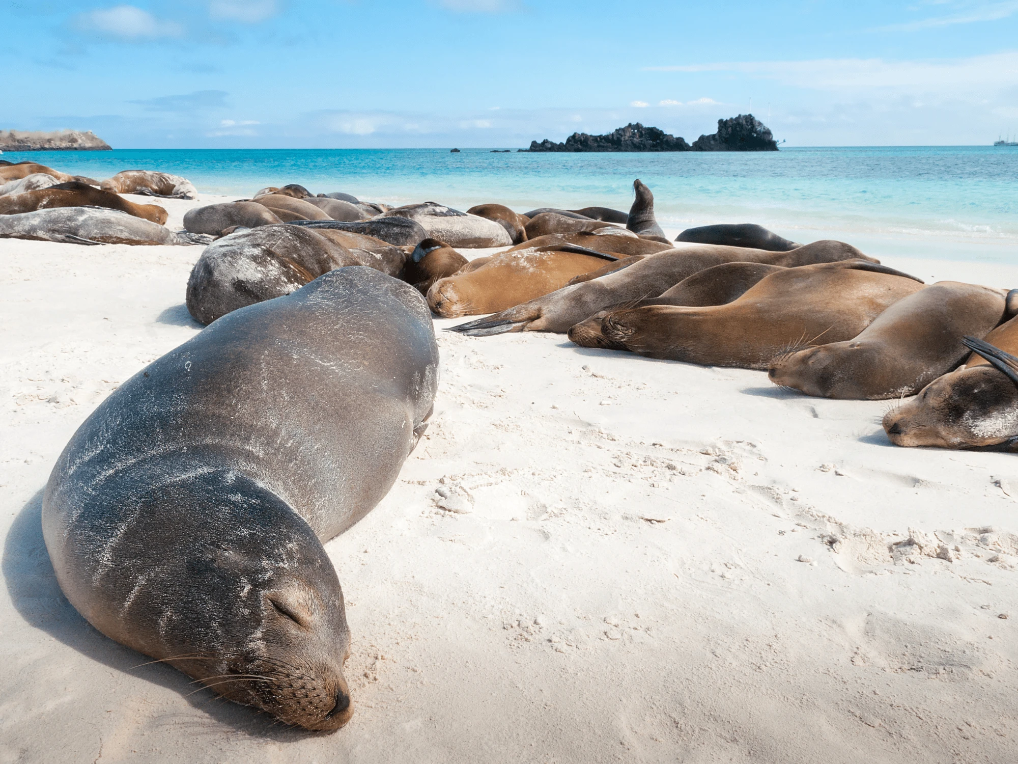 Day 4 - The Galapagos: Isla Espanola