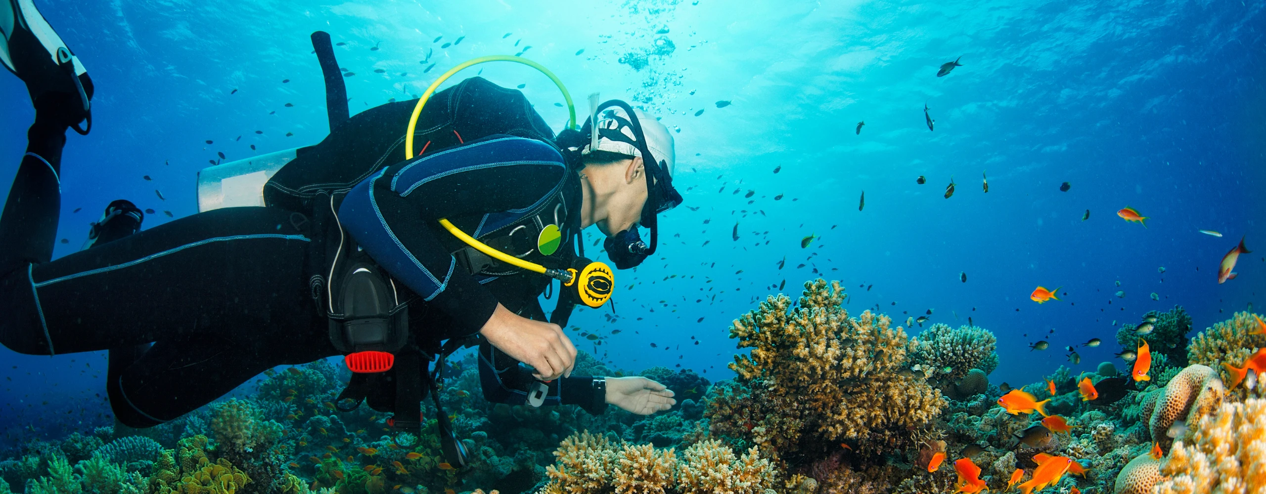 Explore Bermuda’s Underwater World