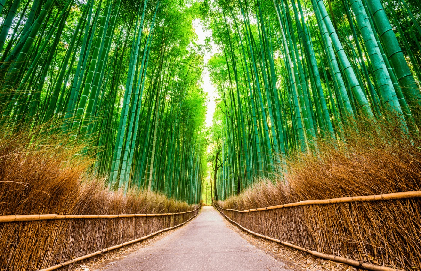 Gay Group Trip: Tokyo – Land of the Rising Sun
