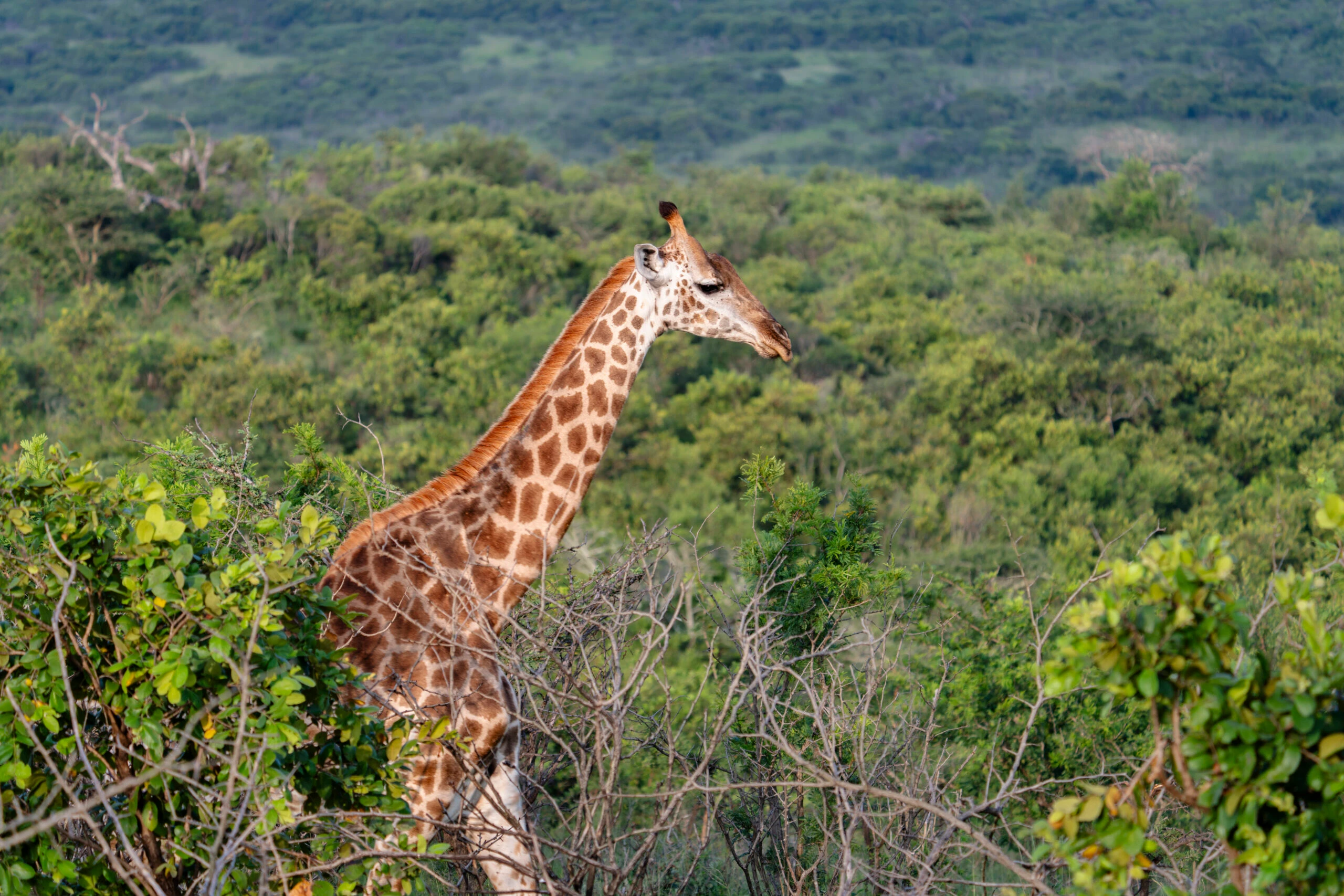 Discover KwaZulu-Natal: Bush, Beach & Culture