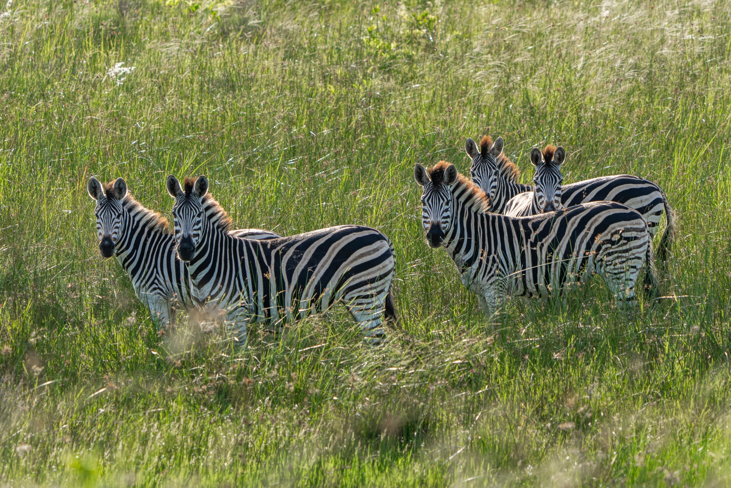 Days 1-6: iSimangaliso Wetland Park - Lakeside Safari & Coastal Adventure