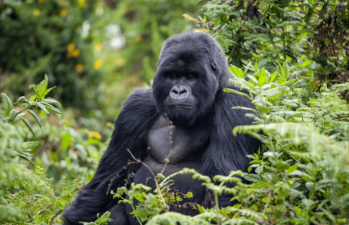 Gay Group Trip: Luxury Safari in Kenya