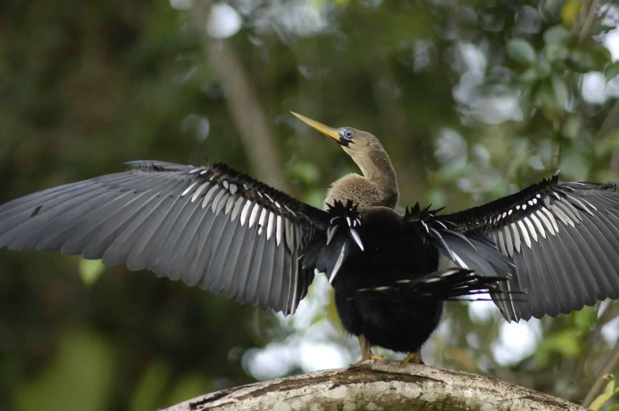 Day 5: Tortuguero to Turrialba