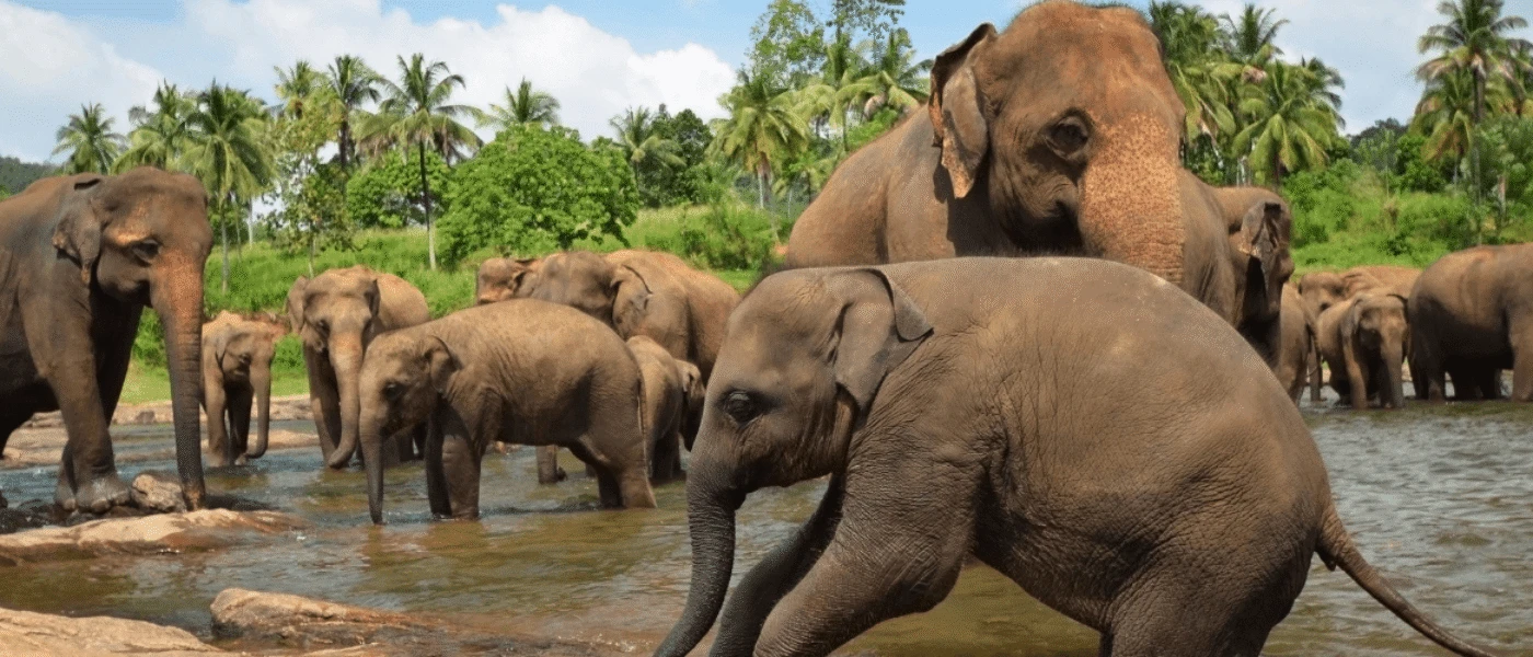 Wild elephants