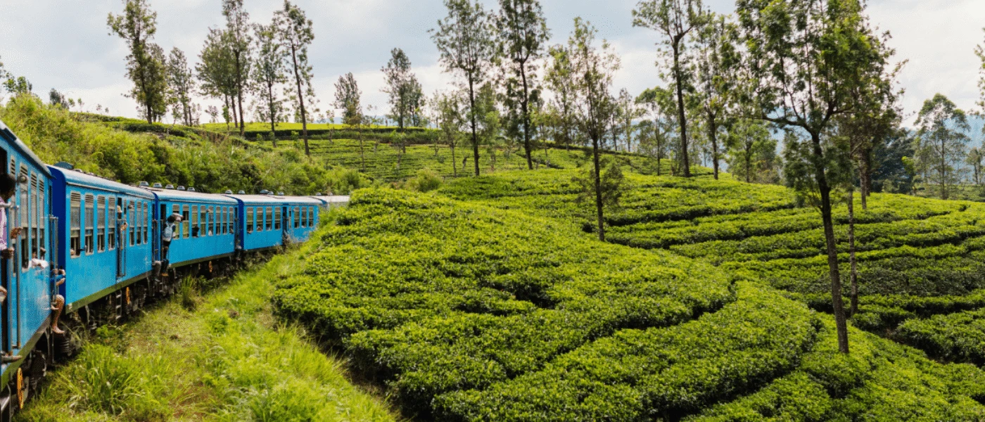 Tea country train rides