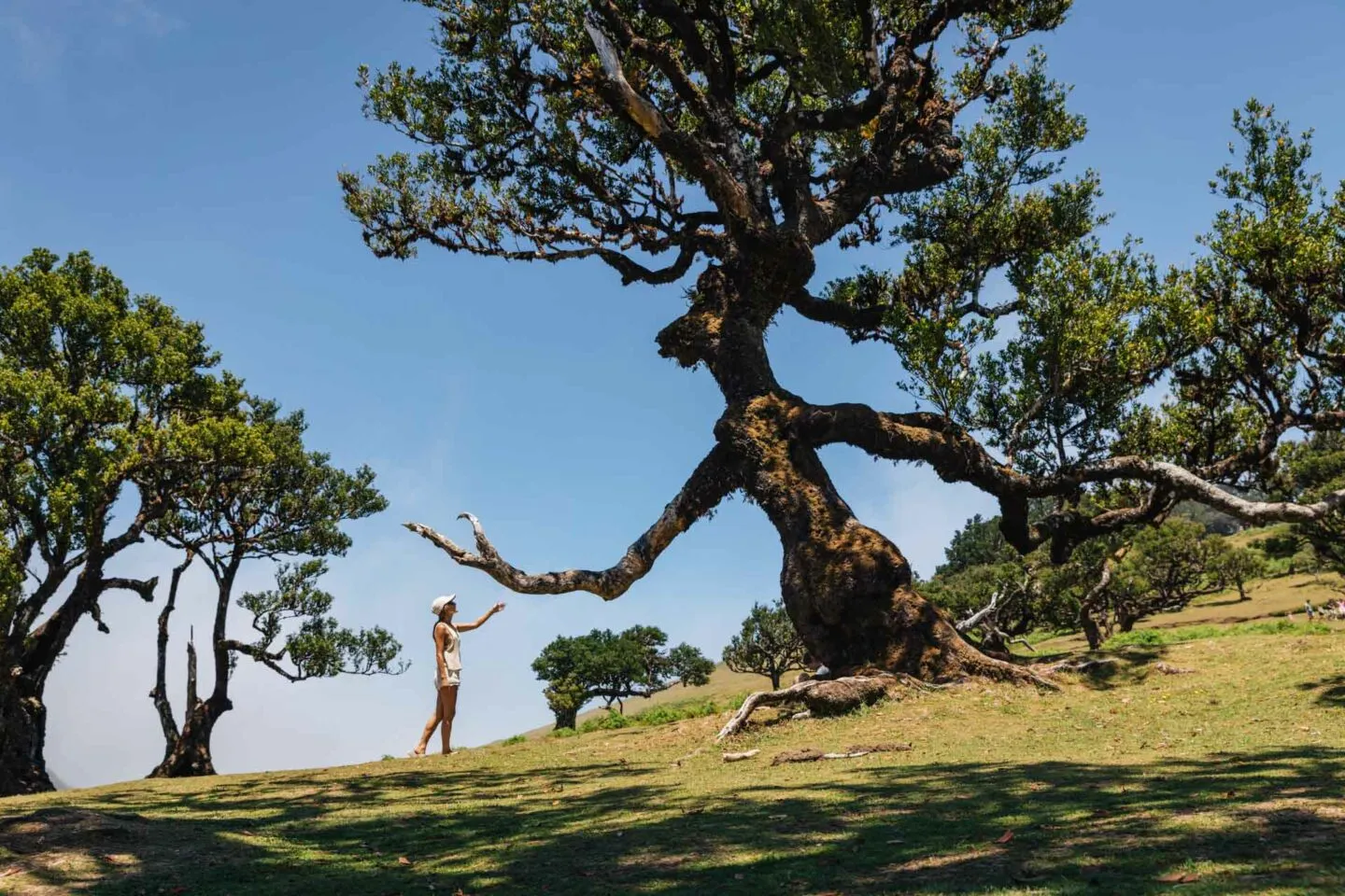 Madeira: The Ultimate Portuguese Island Adventure