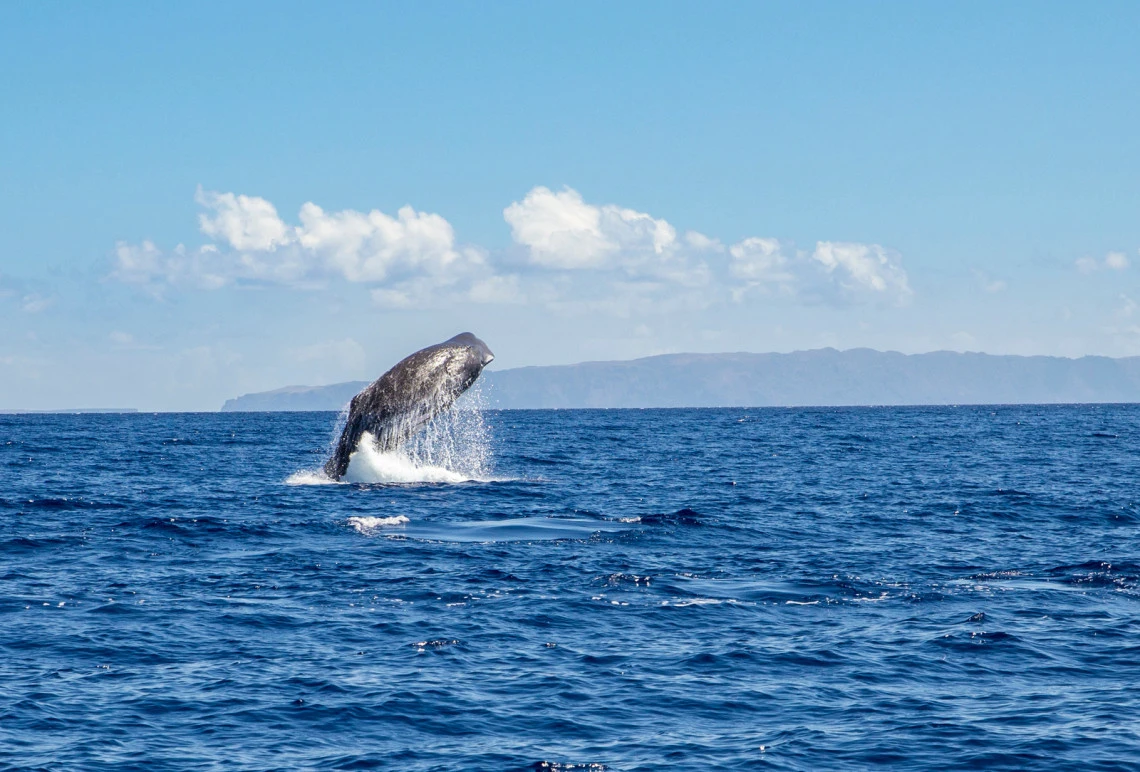 Madeira: The Ultimate Portuguese Island Adventure