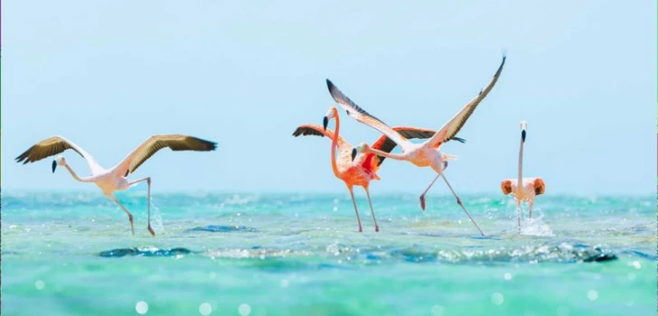Wildlife