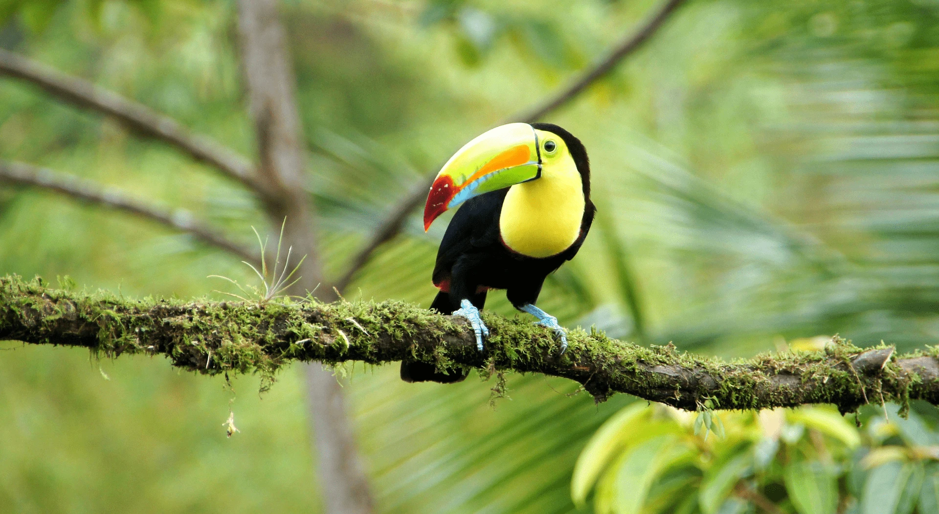Eco-Friendly Costa Rica