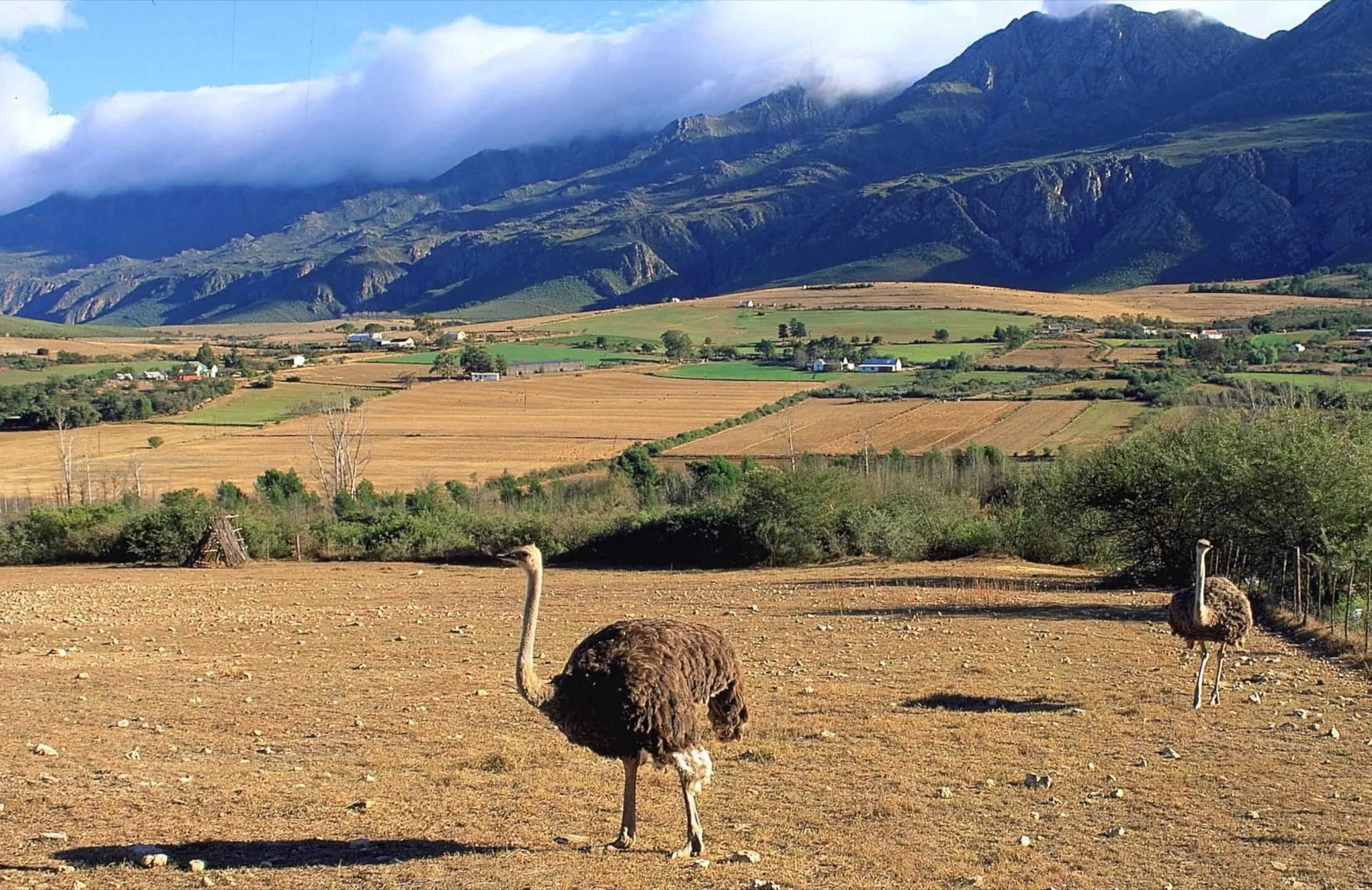 Days 6-7: Oudtshoorn