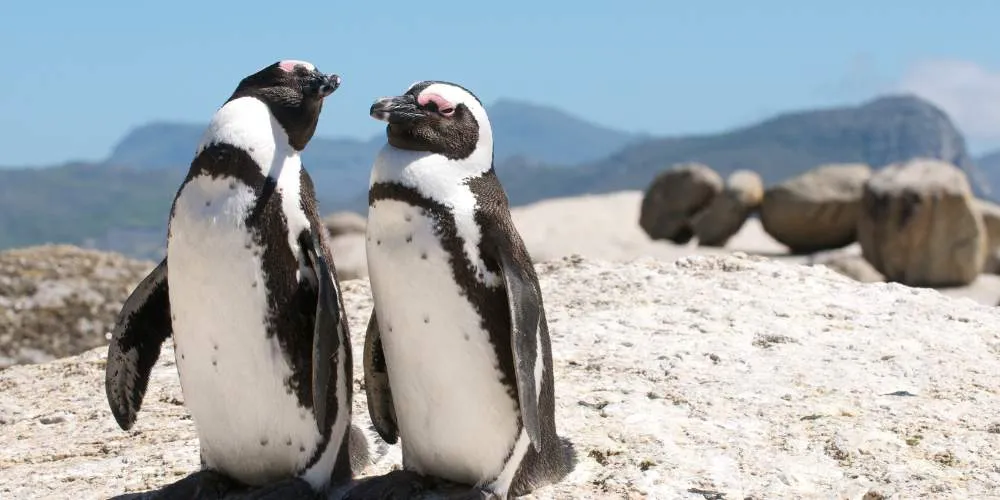 Luxury South Africa Safari & Mauritius Beach Holiday