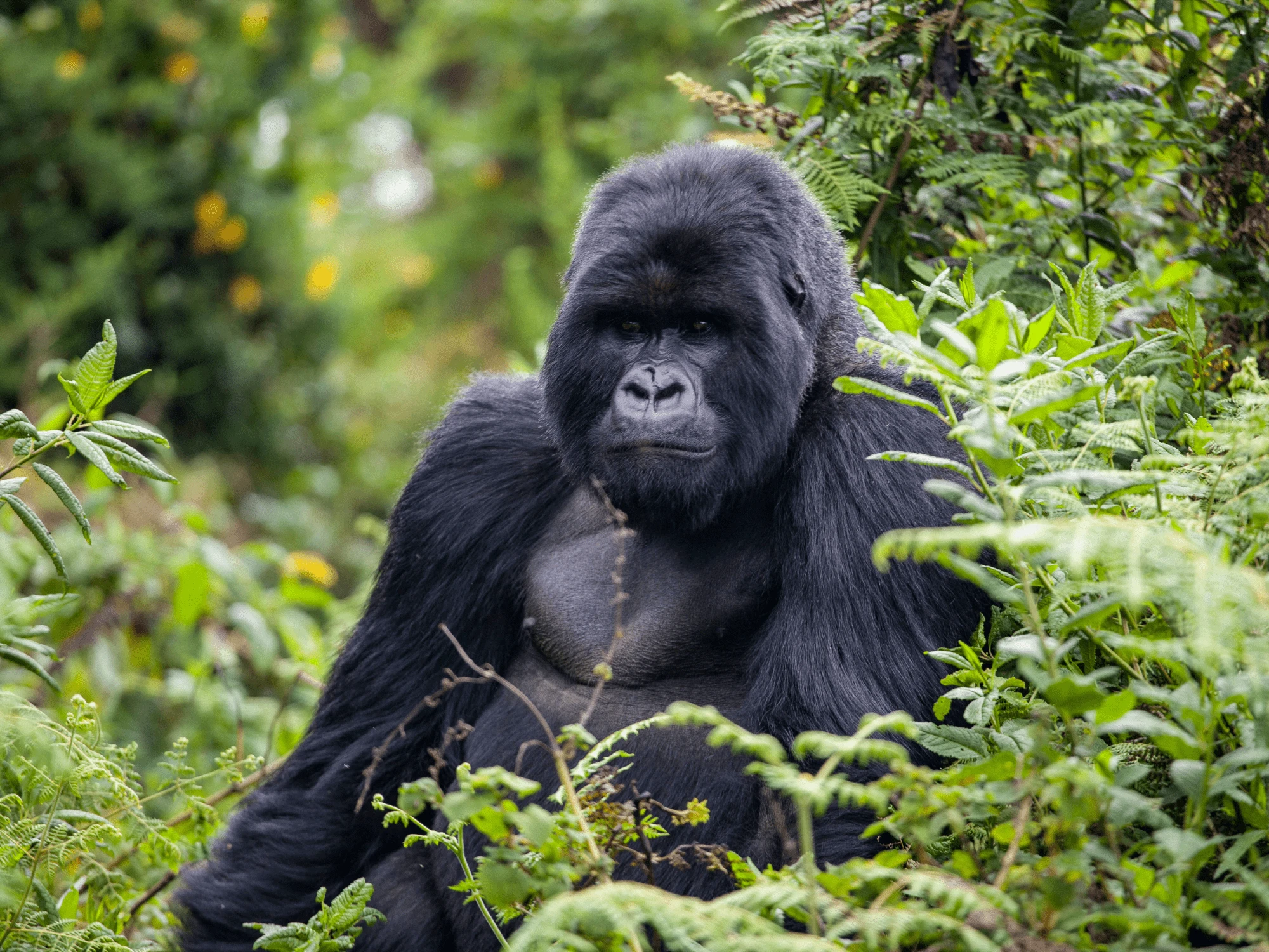 Luxury Rwanda vacations