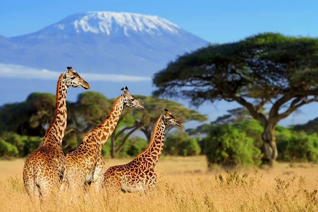 Luxury South Africa Safari & Mauritius Beach Holiday