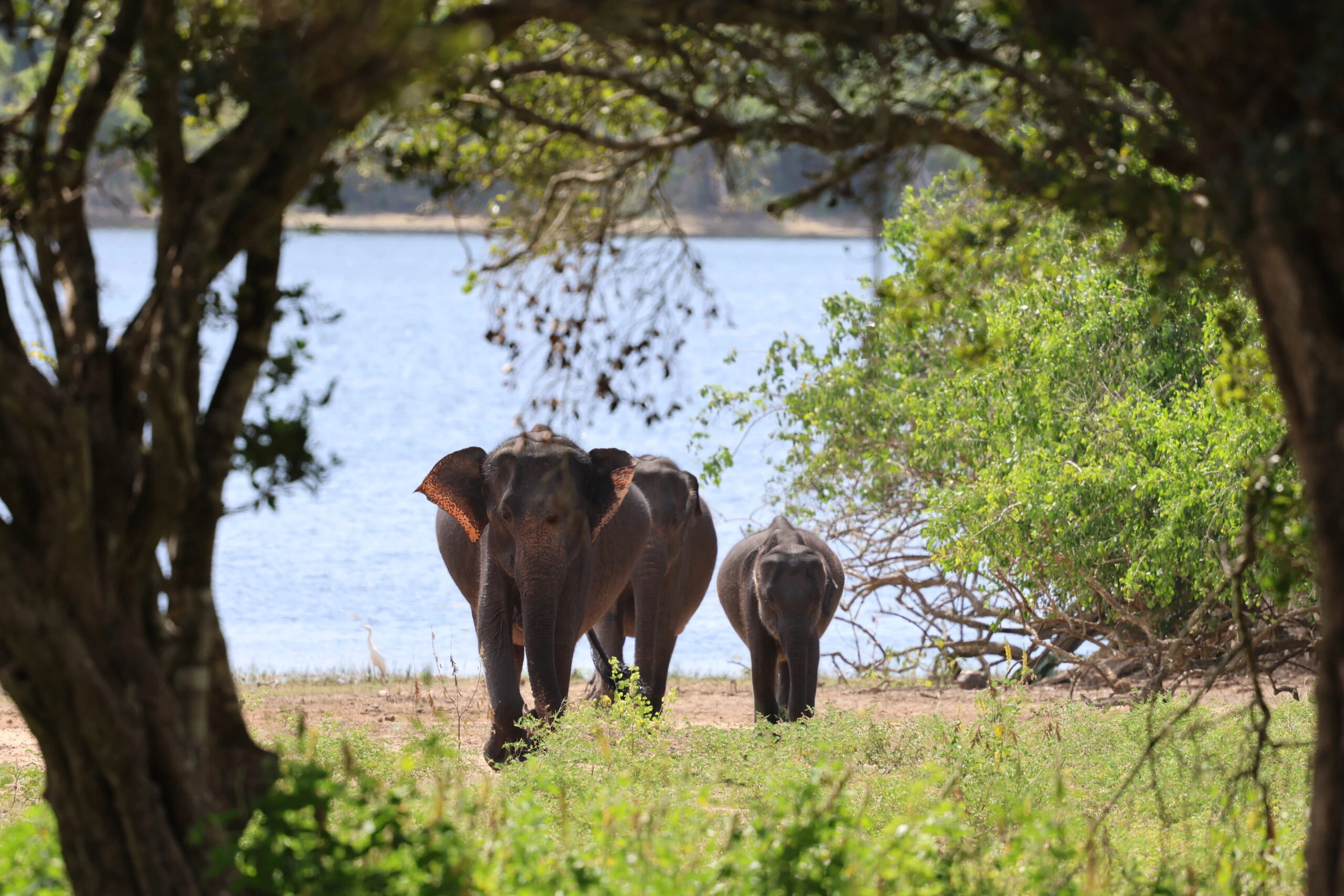 Yala vs. Wilpattu vs. Udawalawe: Choosing a Sri Lanka Safari Park