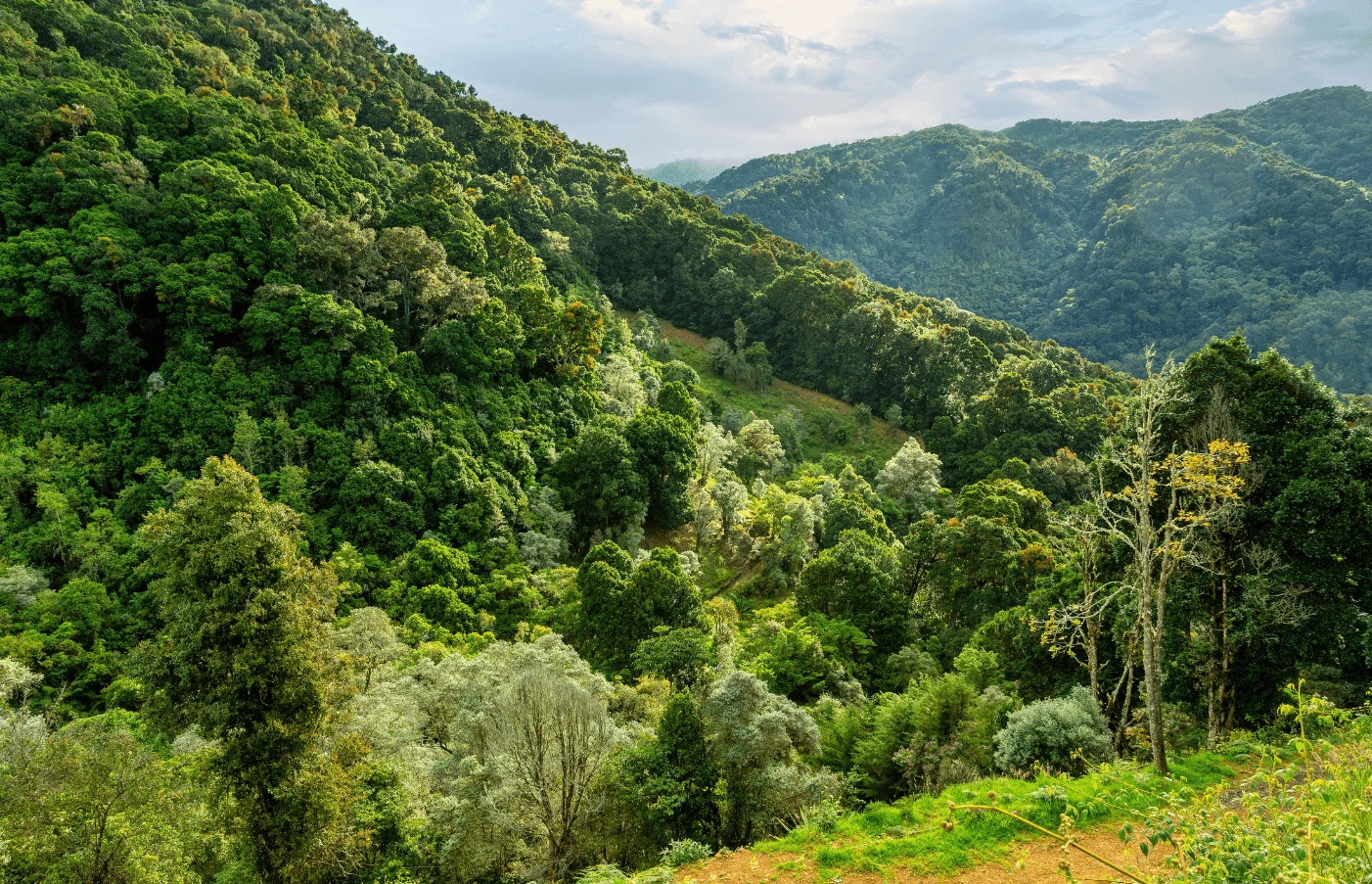 Day 7: Turrialba to San Gerardo de Dota