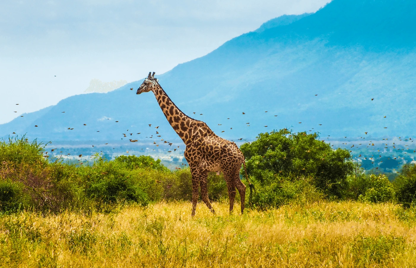 Family-Friendly South Africa Safari: Big Five & Beyond