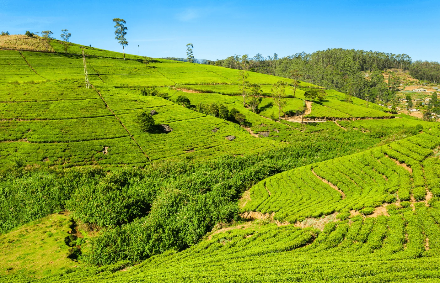 Sri Lanka: The Cultural Triangle