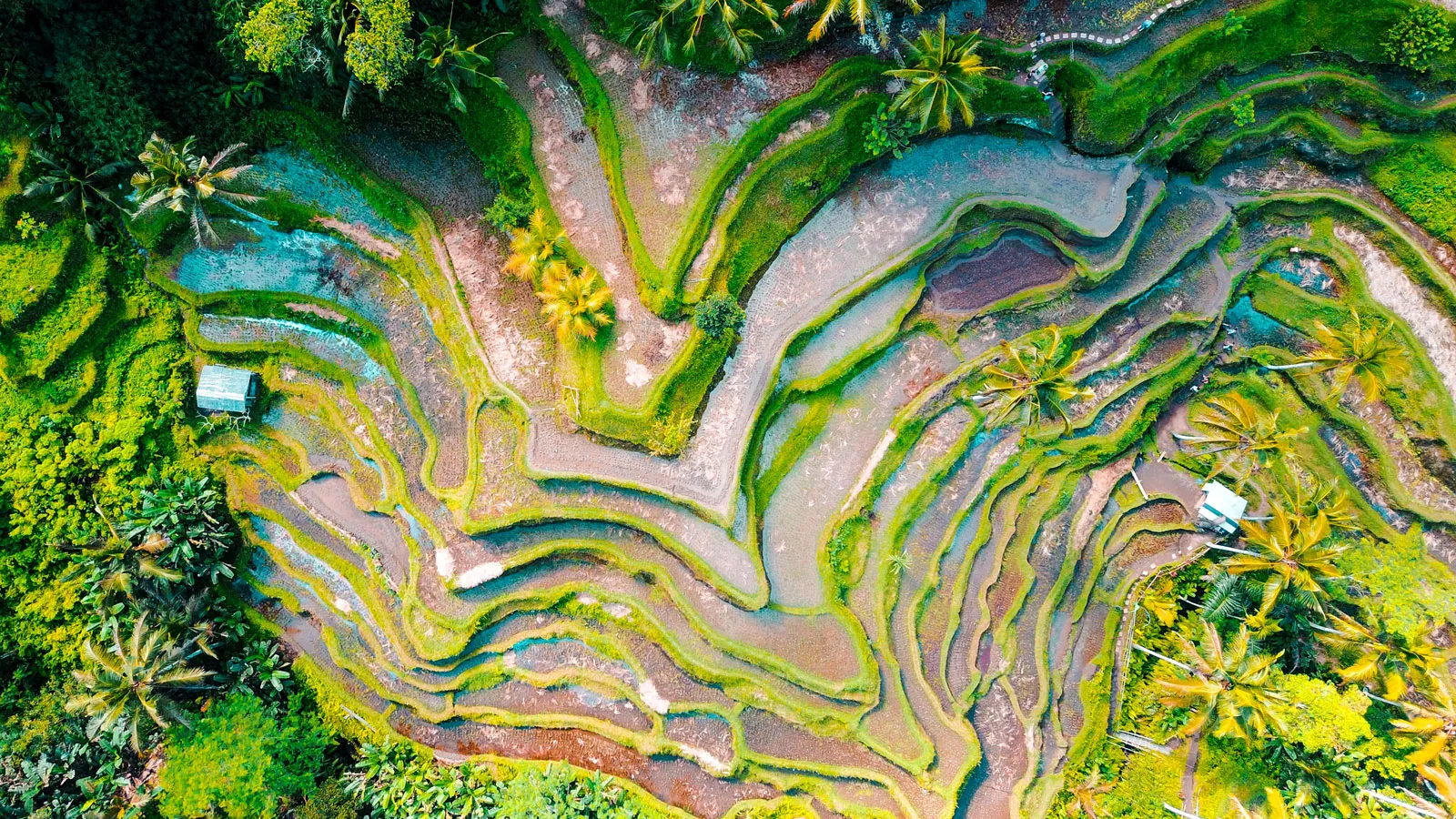 Explore Bali: Rice Terraces, Ancient Temples & Village Life