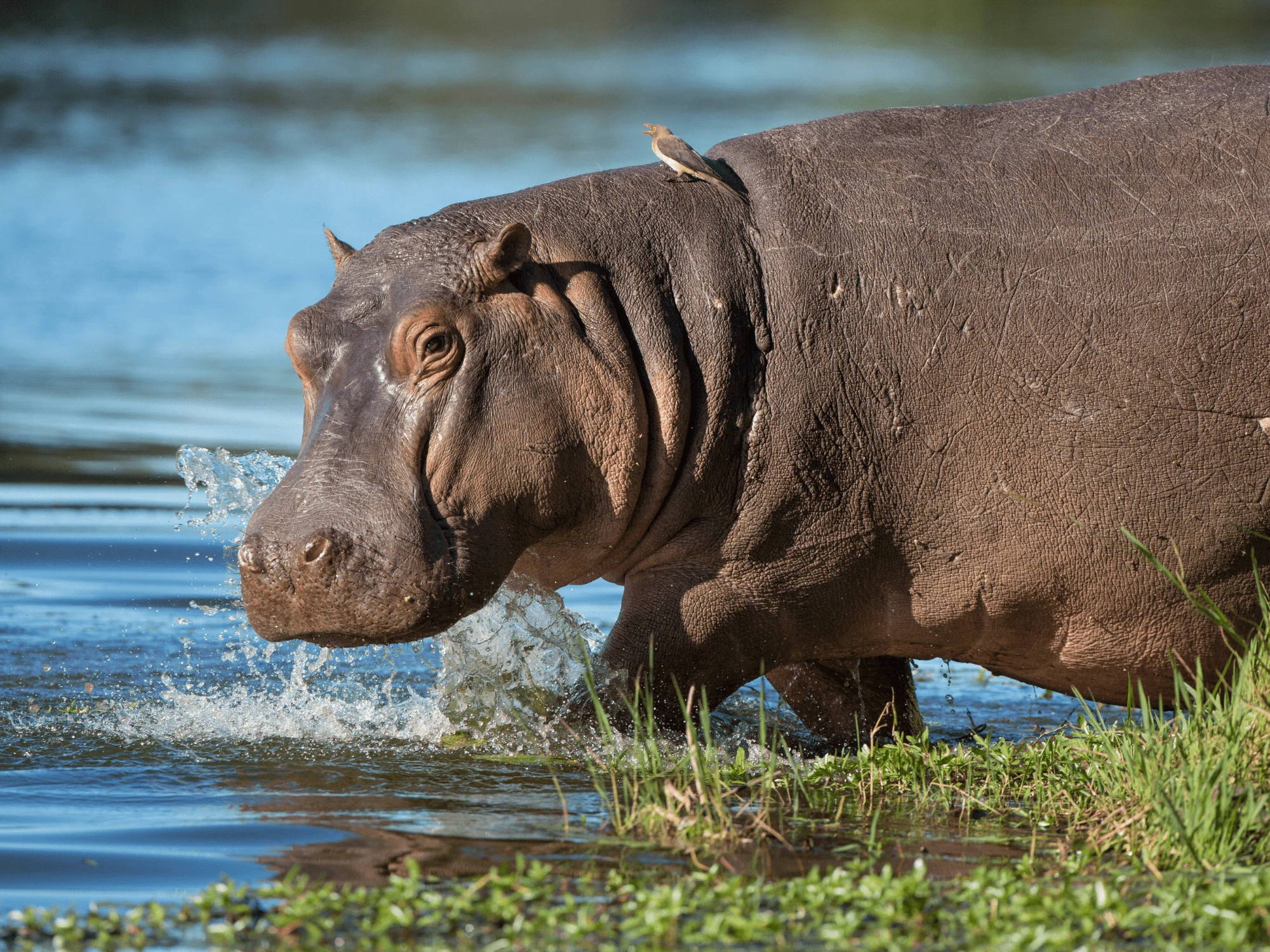 Luxury Uganda vacations